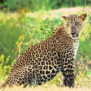 Leopards Sri Lanka