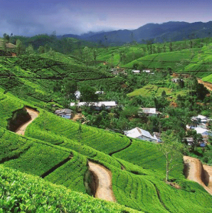 Kite holidays during winter months Round Tour Sri Lanka Tea plant ages
