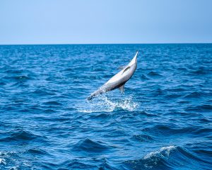 Dolphin observation Kalpitiya