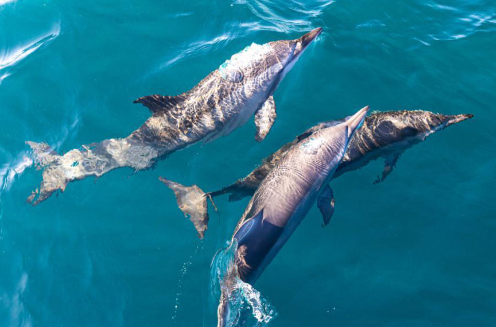 Delfin- und Walbeobachtung in Kalpitiya