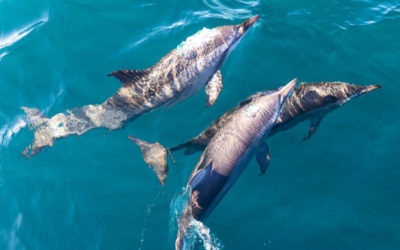 Observation des dauphins et des baleines à Kalpitiya